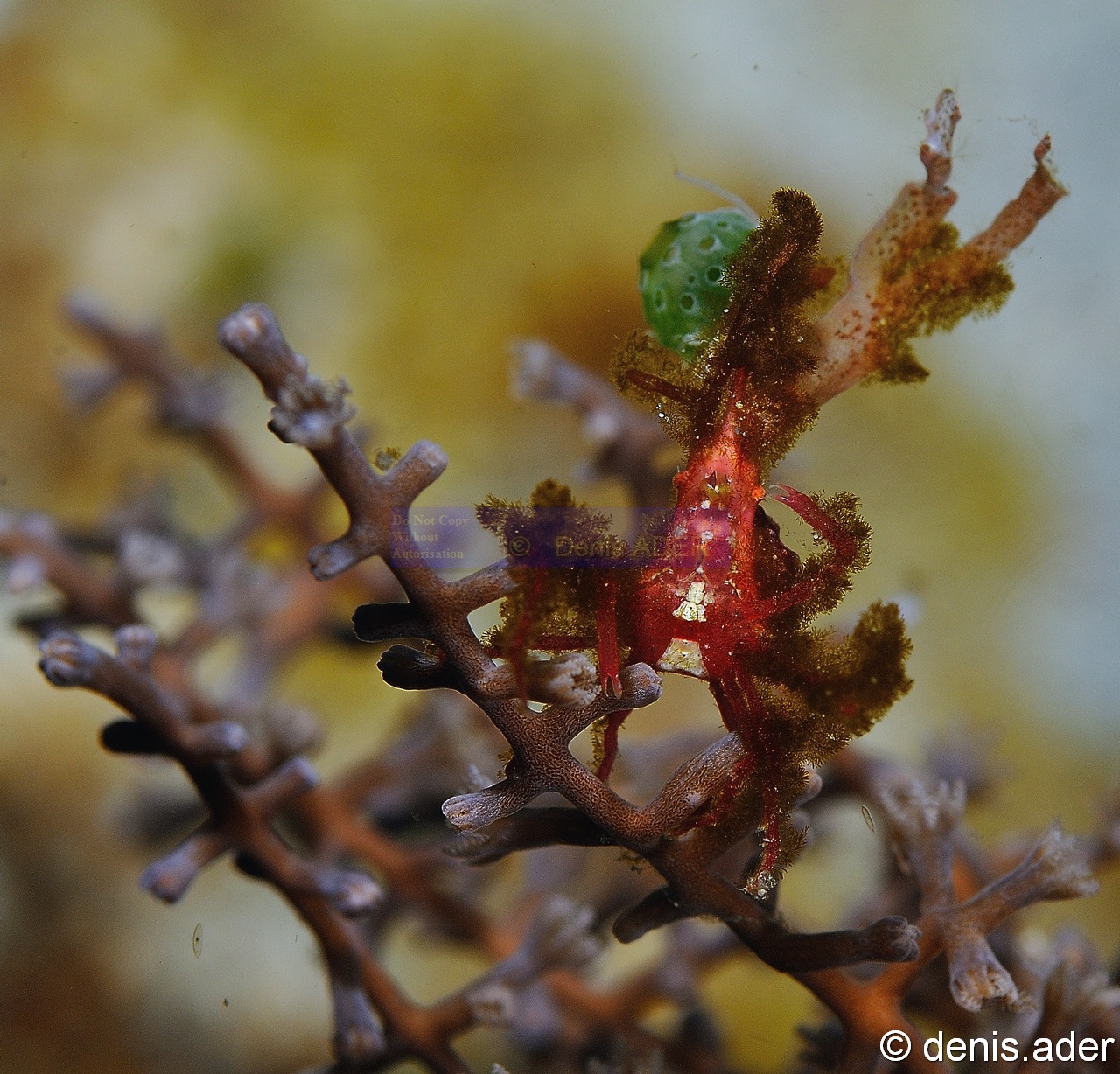 Carijoa sp-Naxioides taurus Komodo Tanjung Rusa-9m-20160804-Denis-ADER-DSC_9800_tn.jpg